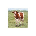 Tableau Fourrure Vache Rouge 40x40cm dans cadre en bois blanc