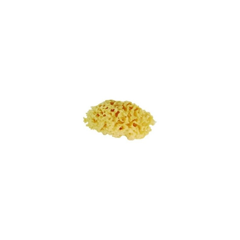 Natuurlijke Zeespons ca. 10-11,5cm