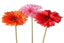 Boltze Home Branche Décorative Gerbera 65cm disponible en Rose, Fuchsia ou Orange