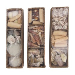 Dijk Natural Collections Coquillages en plateau 28x8x8cm