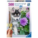 Puzzle Ravensburger 500 grandes pièces de puzzle Husky mignon,Âge : à partir de 14 ansTaille : 46x61 cm