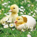 Ambiente Servetten 33x33cm Newborn Chicks 20 stuks