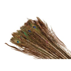 Plume de Paon Basic longueur 100-110cm (par 10 pièces)