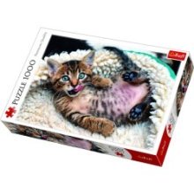 Puzzle 1000 pièces - Chaton heureux