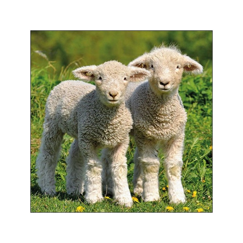Ambiente Servetten 33x33cm Two Lambs 20 stuks
