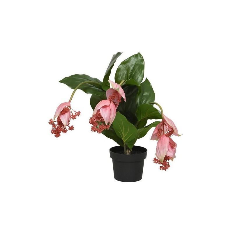 Decoris Kunstplant Medinilla in pot 49x50x42cm