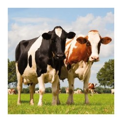 Ambiente Serviettes Vaches 33cm 20pcs