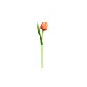Tulp hout oranje/wit 35cm